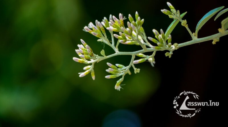 ตานหม่อน (ตาลขี้นก) ชื่อวิทยาศาสตร์ Tarlmounia elliptica (DC.) H.Rob., S.C.Keeley, Skvarla & R.Chan.